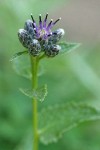 American Sawwort blossom & foliage