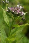 American Sawwort blossoms & foliage