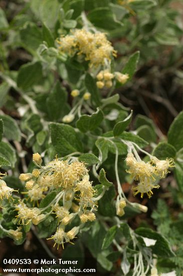 Luina hypoleuca