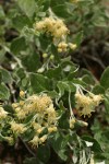 Silverback Luina blossoms & foliage