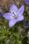 Piper's Bellflower blossom & foliage foliage