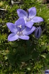 Piper's Bellflower blossoms & foliage