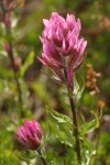 Olympic Indian Paintbrush