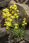 Cascade Wallflower