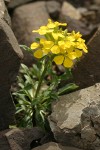 Cascade Wallflower