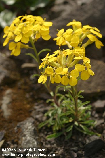 Erysimum arenicola