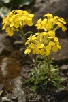 Cascade Wallflower