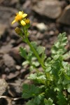 Flett's Groundsel