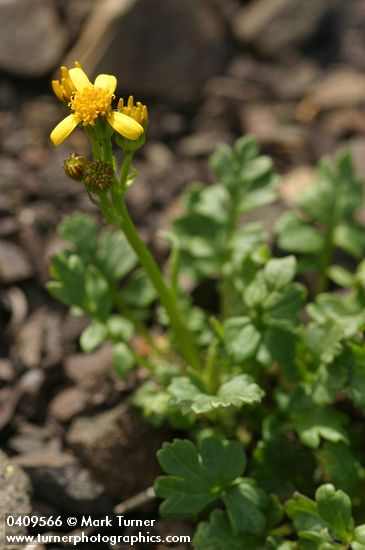 Packera flettii (Senecio flettii)