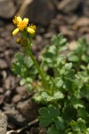 Flett's Groundsel