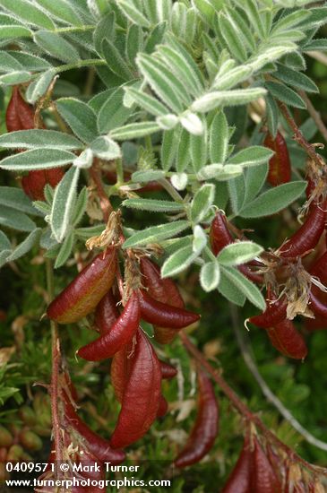 Astragalus cottonii