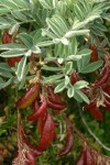 Olympic Mountain Milkvetch foliage & fruit