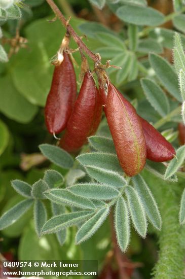 Astragalus cottonii