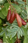 Olympic Mountain Milkvetch foliage & fruit detail