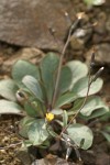 Dwarf Hawksbeard