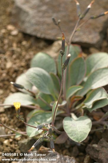 Crepis nana