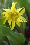 Olympic Mountain Groundsel blossom & foliage detail