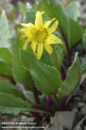 Senecio neowebsteri