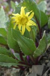 Olympic Mountain Groundsel