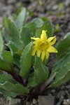 Olympic Mountain Groundsel