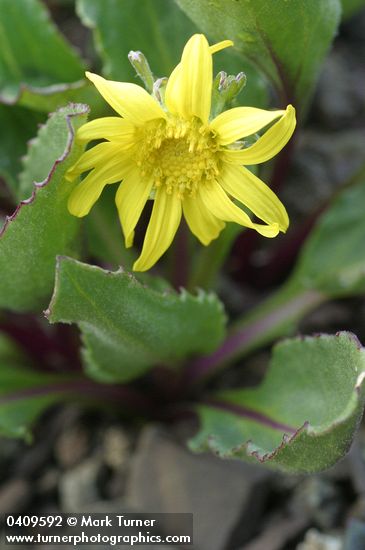 Senecio neowebsteri