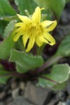 Olympic Mountain Groundsel