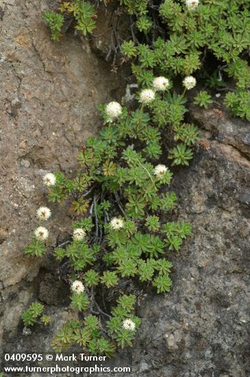 Petrophytum hendersonii (Petrophyton hendersonii)