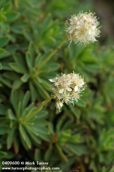 Petrophytum hendersonii (Petrophyton hendersonii)