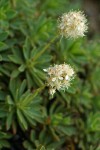 Olympic Rockmat blossoms & foliage detail