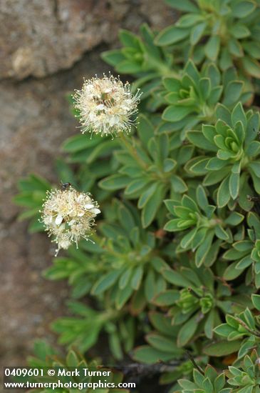 Petrophytum hendersonii (Petrophyton hendersonii)