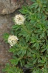 Olympic Rockmat blossoms & foliage detail