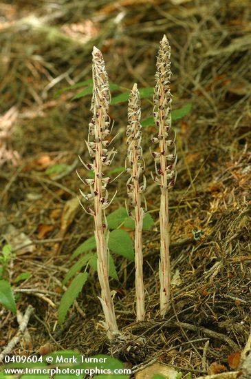 Allotropa virgata