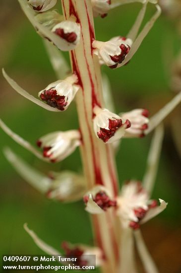 Allotropa virgata