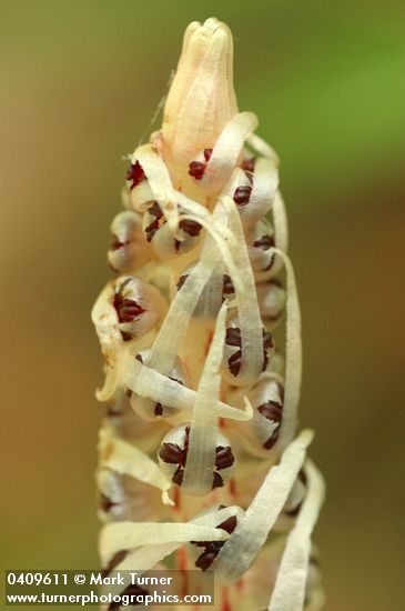 Allotropa virgata