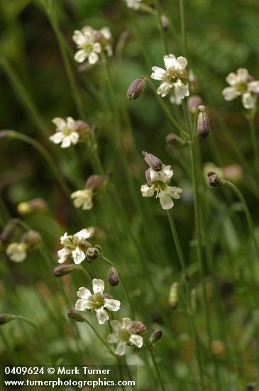 Silene douglasii