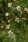 Douglas's Catchfly