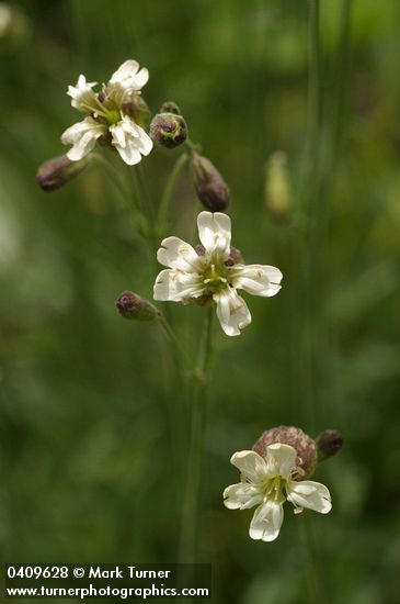 Silene douglasii