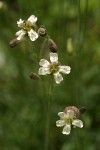 Douglas's Catchfly blossoms