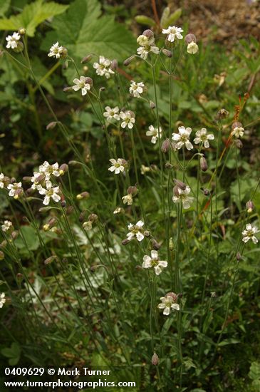 Silene douglasii