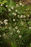 Douglas's Catchfly