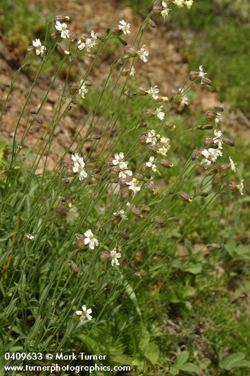 Silene douglasii