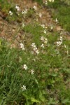 Douglas's Catchfly