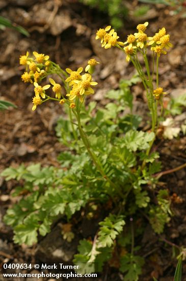 Packera flettii (Senecio flettii)