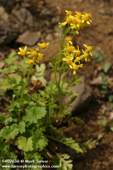 Packera flettii (Senecio flettii)