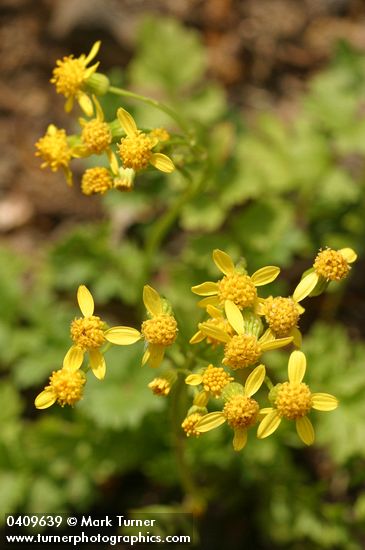 Packera flettii (Senecio flettii)