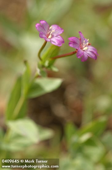 Epilobium oregonense