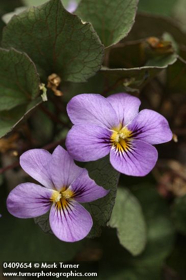 Viola flettii