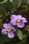 Olympic Violet (Flett's Violet) blossoms & foliage detail