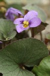 Olympic Violet (Flett's Violet) blossom & foliage detail