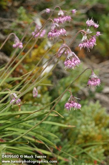 Allium cernuum